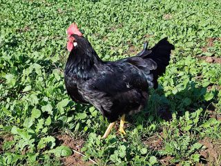Αυγά Εκκόλαψης Black Leghorn-thumb-4