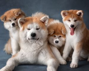 Akita Inu / Ακιτα ινου