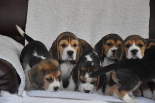 Μπιγκλ / Beagle