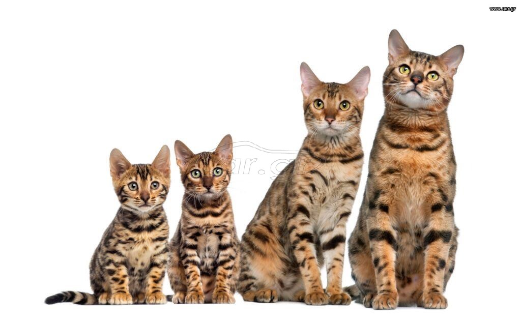 Βεγγαλης / Bengal