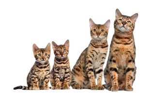 Βεγγαλης / Bengal