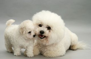 Μπισόν Φριζέ / Bichon