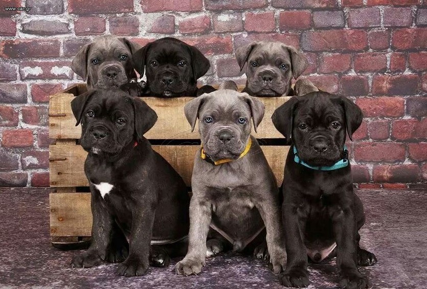 Κάνε Κόρσο / Cane Corso