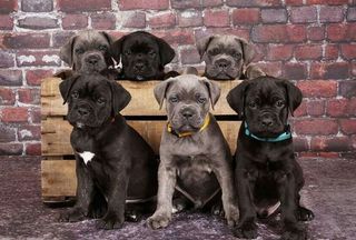 Κάνε Κόρσο / Cane Corso