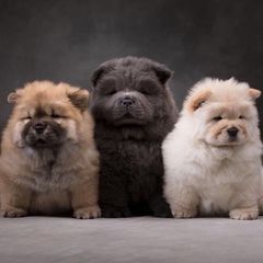 Τσόου Τσόου / Chow Chow