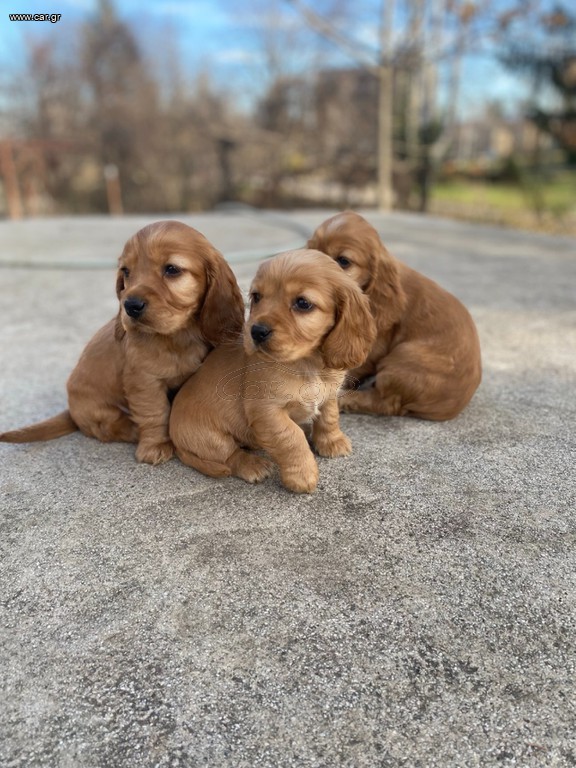 Κοκερ σπανιελ / Cocker spaniel