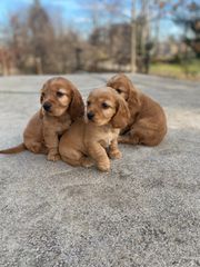 Κοκερ σπανιελ / Cocker spaniel
