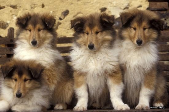 Κόλεϊ  / Collie