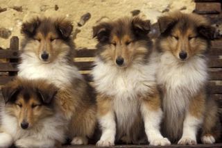 Κόλεϊ  / Collie