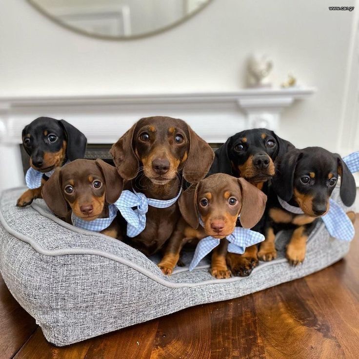 Τέκελ / Dachshund