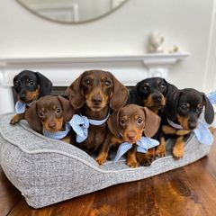 Τέκελ / Dachshund