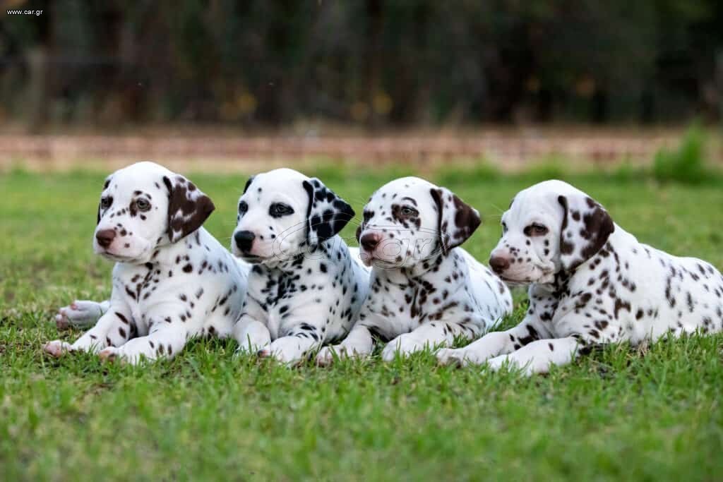Δαλματιας / Dalmatian