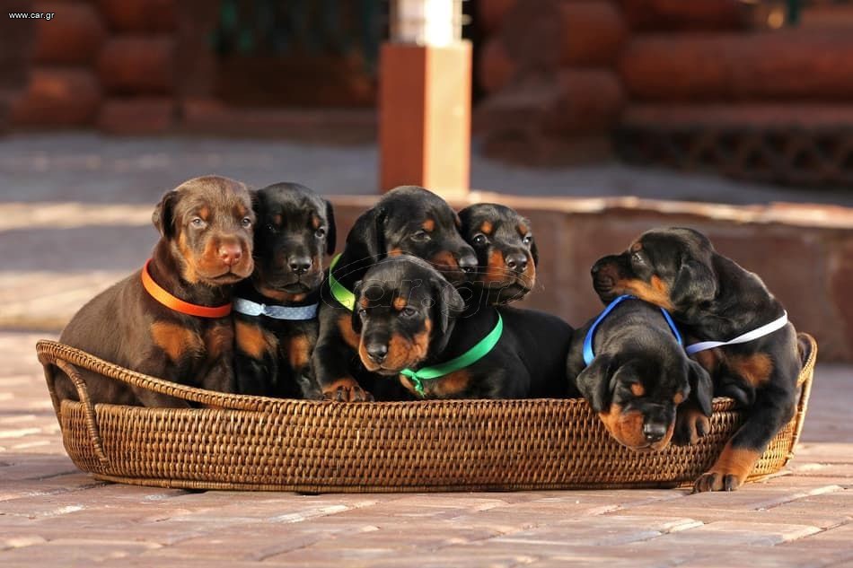 Ντόμπερμαν / Dobermann