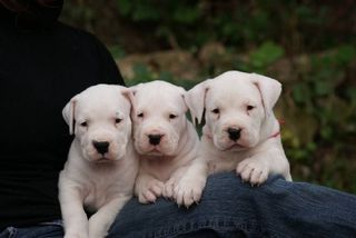 Ντόγκο Αρτζεντίνο / Dogo Argentino