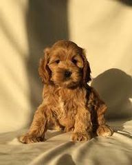 Cokapoo-Κοκαπου