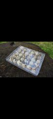 Quail eggs for sale (30eggs)