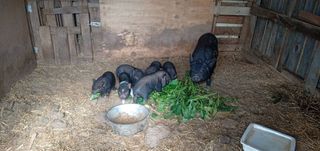 μινι γουρουνακια