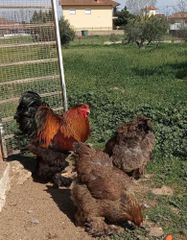 Αυγά εκκόλαψης από κότες Brahma-thumb-1