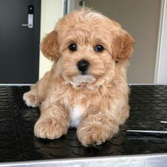 Maltipoo μαλτιπου poodle -Μαλτέζ