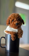 Poodle
