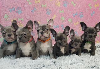 Γαλλικά Μπουλντόγκ / French Bulldog