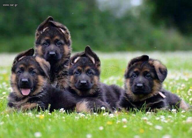 Γερμανικά Ποιμενικά / German Shepherd