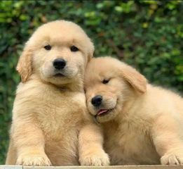 Γγόλντεν Ριτρίβερ / Golden Retriever
