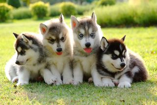 Χάσκυ / Husky