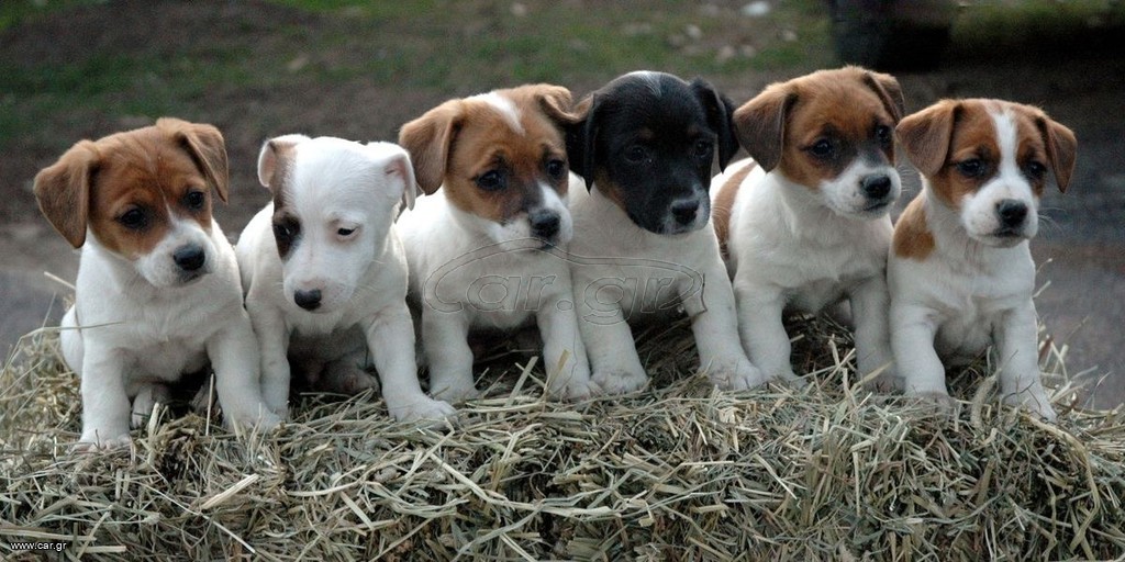 Ράσελ / Jack Russell