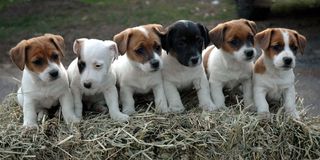 Ράσελ / Jack Russell