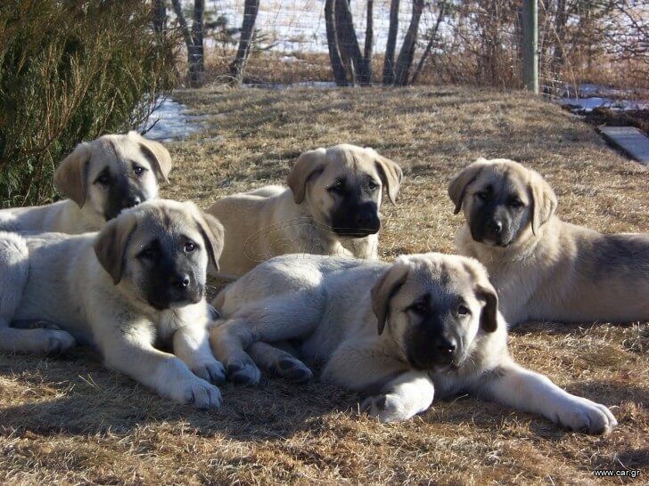 Κάνγκαλ / Kangal