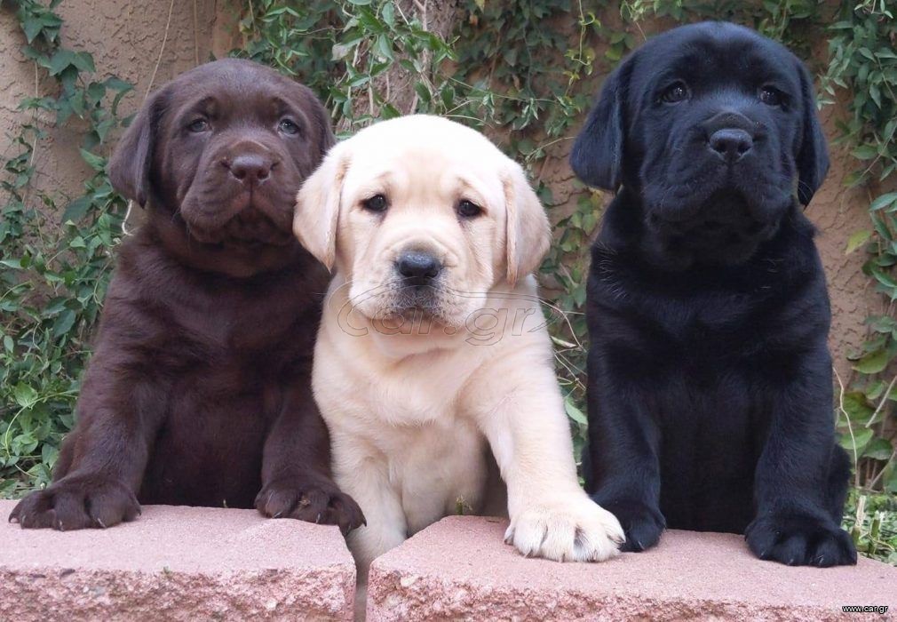 Λαμπραντόρ Ριτρίβερ / Labrador Retriever