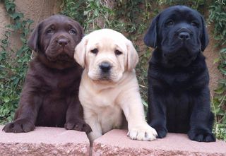 Λαμπραντόρ Ριτρίβερ / Labrador Retriever