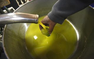 Εξαιρετικό παρθένο ελαιόλαδο Καλαμάτας – Σοδειά 2025