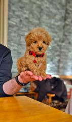 Poodle