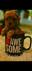 Poodle tea cup
