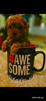 Poodle tea cup