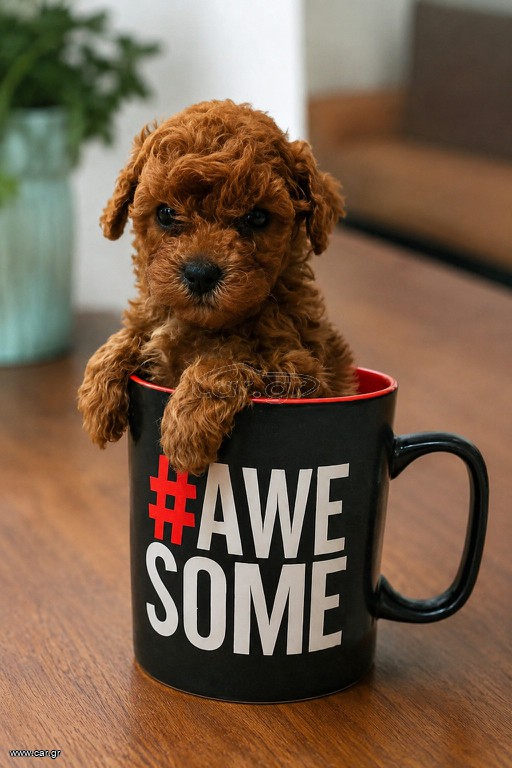 Poodle tea cup