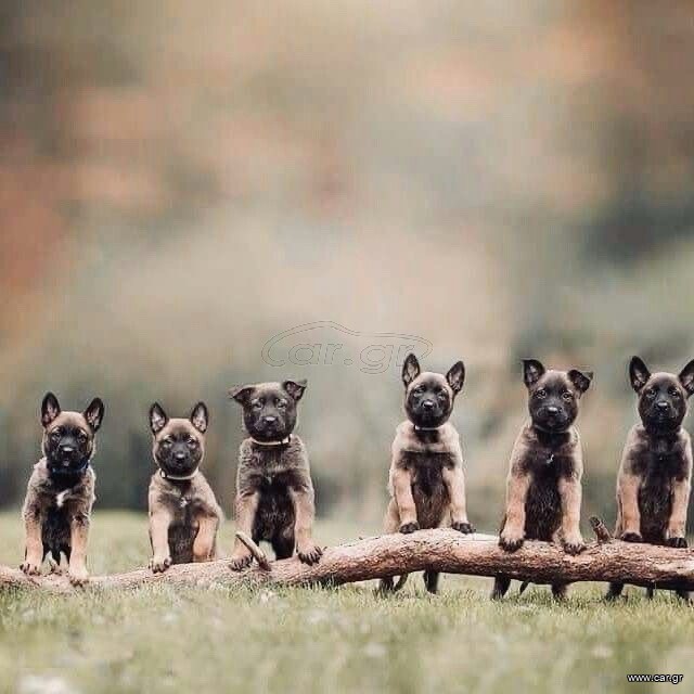 Μαλινουά / Malinois