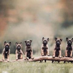 Μαλινουά / Malinois
