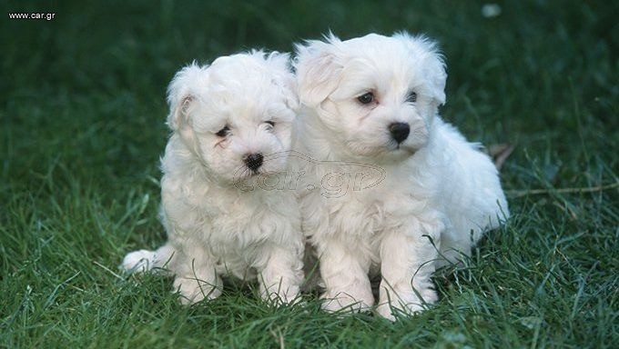 Μαλτέζ / Maltese