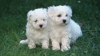 Μαλτέζ / Maltese