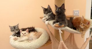 Μέιν Κουν / Maine Coon