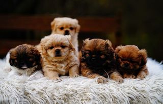 Πεκινουά / Pekingesе