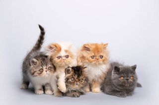 Περσικη / Persian