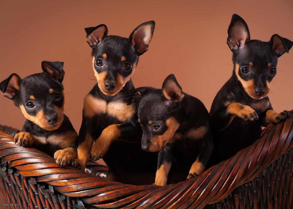 Γερμανικό Πίντσερ / German Pinscher