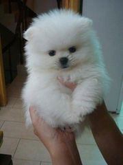 Pomeranian