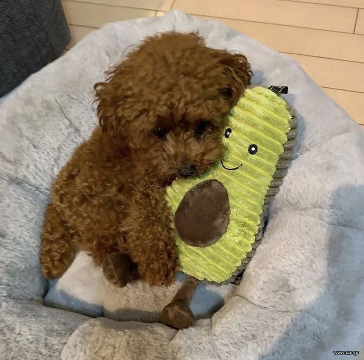 Poodle red toy