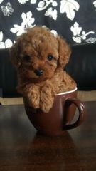 Poodle red toy-thumb-1