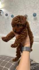 Poodle red toy-thumb-2